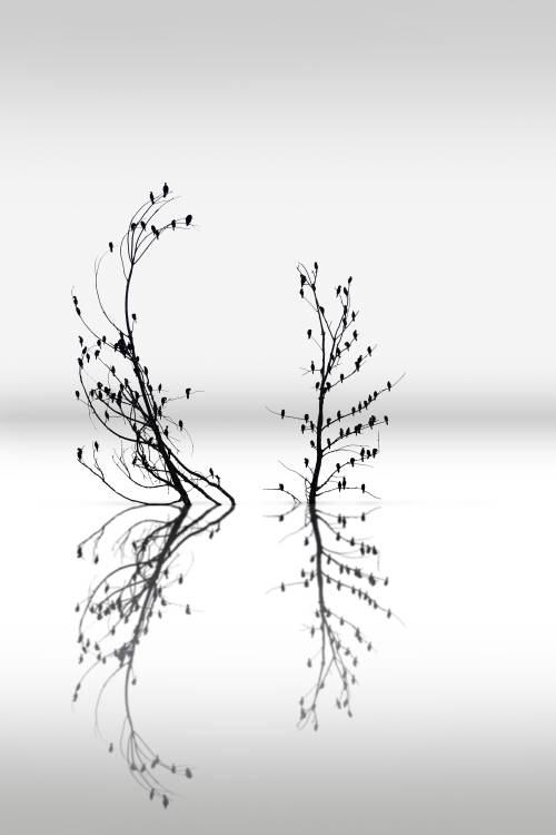 Trees with Birds (2) à George Digalakis