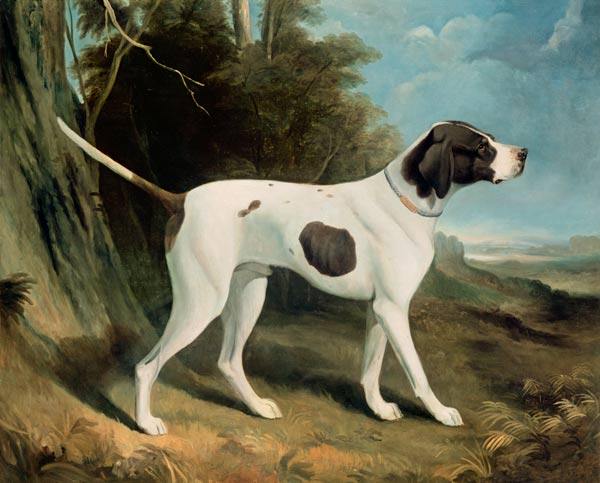 Portrait of a liver and white pointer à George Garrard