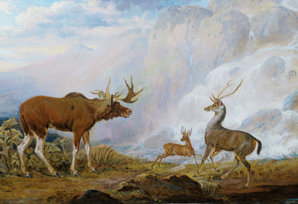 Earl of Orford's Elk, Antelope and Stag à George Garrard
