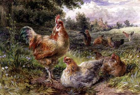 Cochin China Fowls à George Hickin