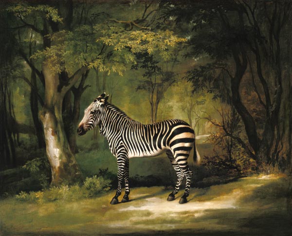 A Zebra à George Stubbs