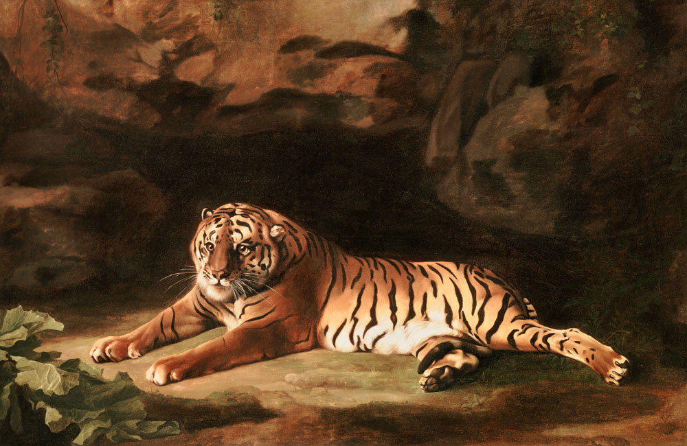 Portrait of the Royal Tiger, c.1770 à George Stubbs
