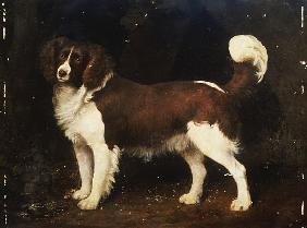 A Spaniel in a Landscape