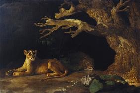 Lioness and Cave