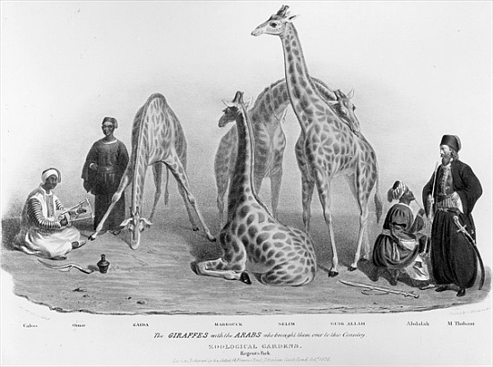 The Giraffes with the Arabs who brought them over to this country, Zoological Gardens, Regent''s Par à George l'Ancien Scharf