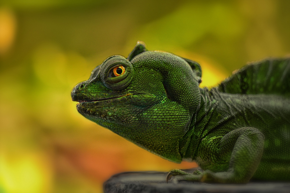 crested lizard greens - Georgios Tsikiridis