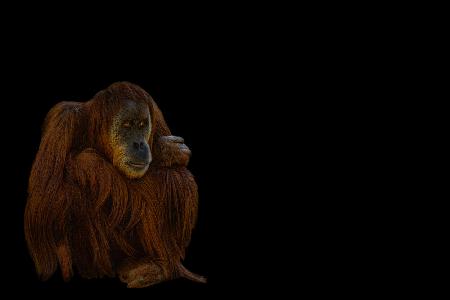 Orang-Utan