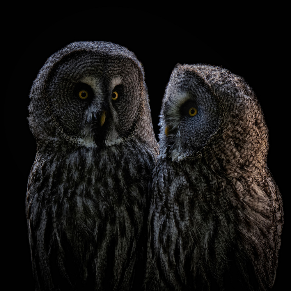 Two Owls à Georgios Tsikiridis