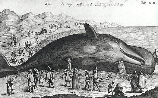 Dead whale à École allemande