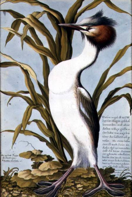 Great Crested Grebe (Podiceps cristatus) c.1748 à École allemande