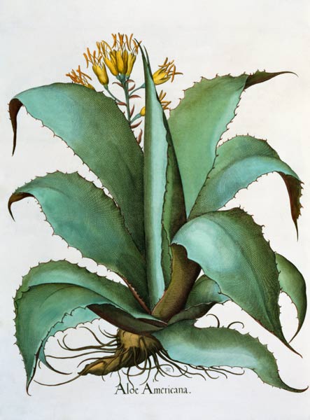 American Aloe: Aloe Americana, from the 'Hortus Eystettensis' by Basil Besler (1561-1629), pub. 1613 à École allemande, (17ème siècle)