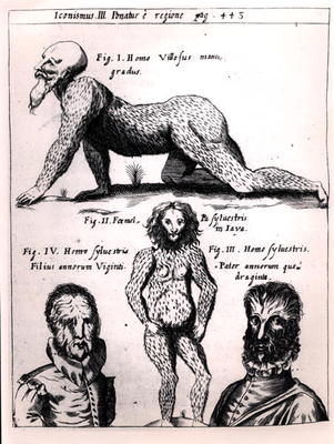 'Hairy man and Wild man', illustration from 'Physica Curiosa' by Gaspar Schott (1608-66) (engraving) à École allemande, (17ème siècle)