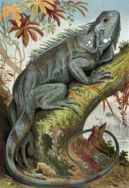 Iguana, plate from Brehms Tierleben> Allgemeine Kunde des Tierreichs, vol.7, p.88, published by Bibl à École allemande, (19ème siècle)