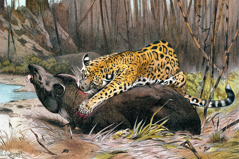 Jaguar, plate from Brehms Tierleben: Allgemeine Kunde des Tierreichs, vol.1, p.494, published by Bib à École allemande, (19ème siècle)