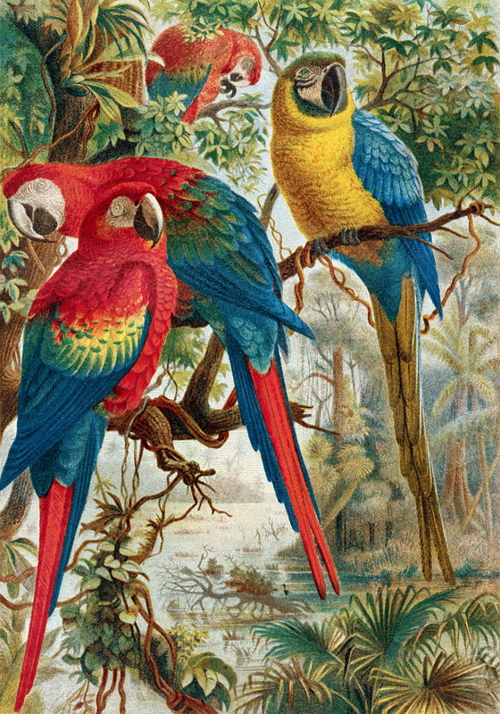 Macaws, plate from Brehms Tierleben: Allgemeine Kunde des Tierreichs, vol.5, p.60, published by Bibl à École allemande, (19ème siècle)