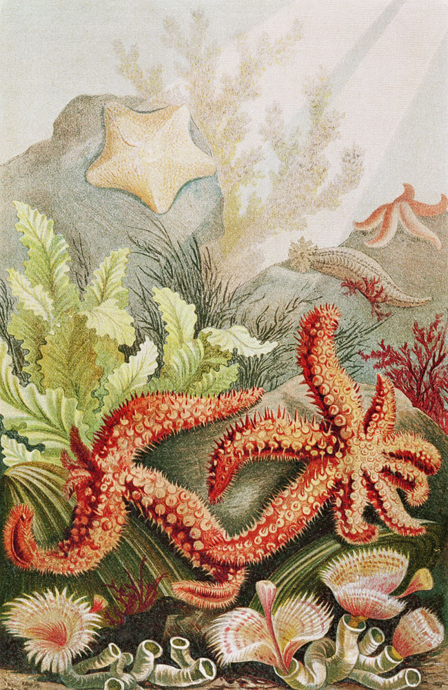 Starfish, plate from Brehms Tierleben: Allgemeine Kunde des Tierreichs, vol.10, p.528, published by à École allemande, (19ème siècle)