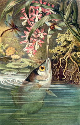 Archerfish, plate from Brehms Tierleben: Allgemeine Kunde des Tierreichs, vol.8, p.49, published by à École allemande, (19ème siècle)