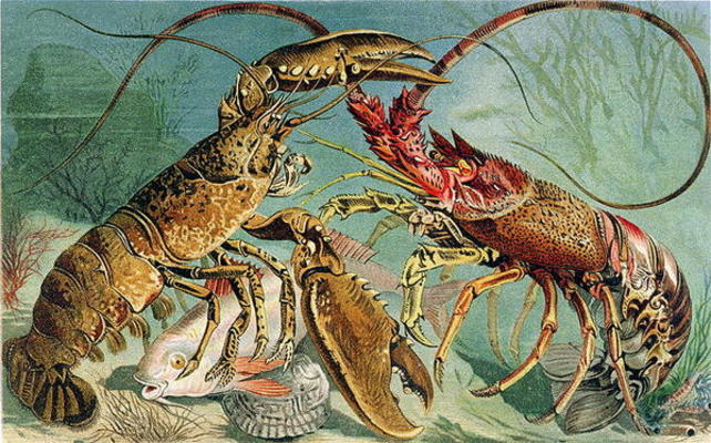 Lobster and Spiny Lobster, plate from Brehms Tierleben: Allgemeine Kunde des Tierreichs, vol.10, p.4 à École allemande, (19ème siècle)