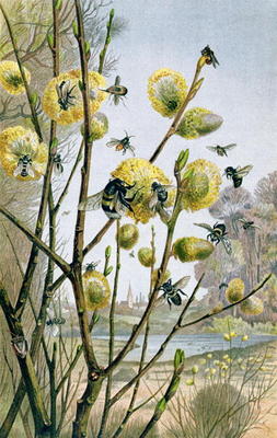 Spring in the Insect World, plate from Brehms Tierleben: Allgemeine Kunde des Tierreichs, vol.9, p.2 à École allemande, (19ème siècle)