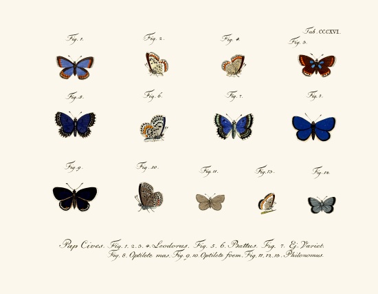 Butterflies à École allemande, (18ème siècle)