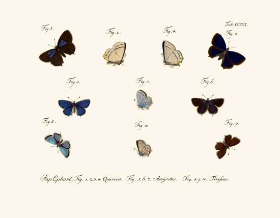 Butterflies à École allemande, (18ème siècle)