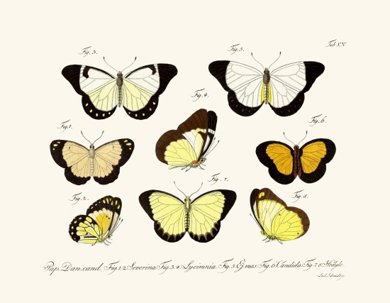 Butterflies à École allemande, (18ème siècle)