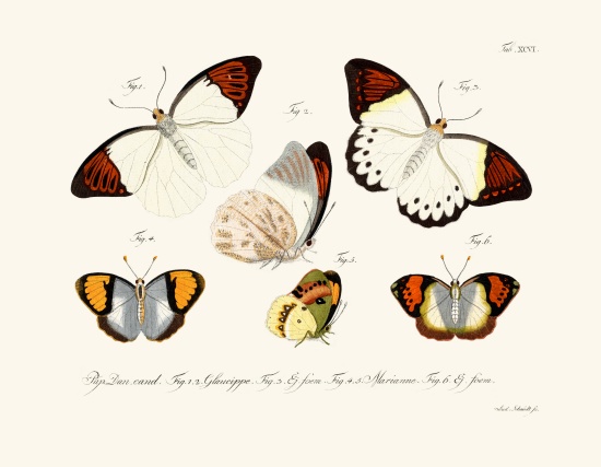 Butterflies à École allemande, (18ème siècle)