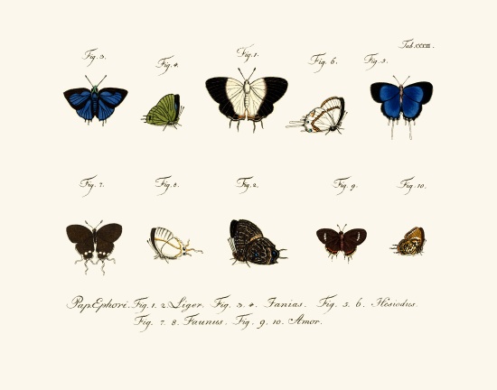 Butterflies à École allemande, (18ème siècle)