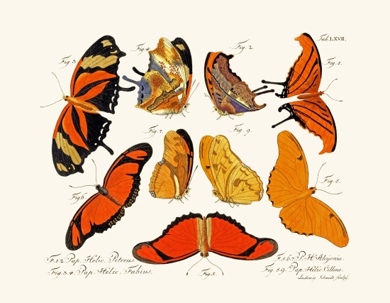 Butterflies à École allemande, (18ème siècle)