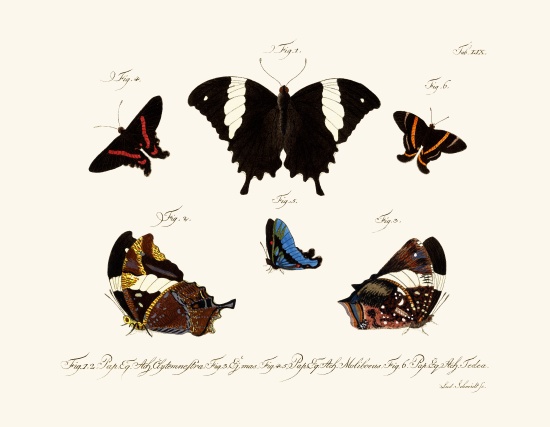 Butterflies à École allemande, (18ème siècle)