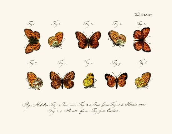 Butterflies à École allemande, (18ème siècle)