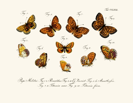 Butterflies à École allemande, (18ème siècle)