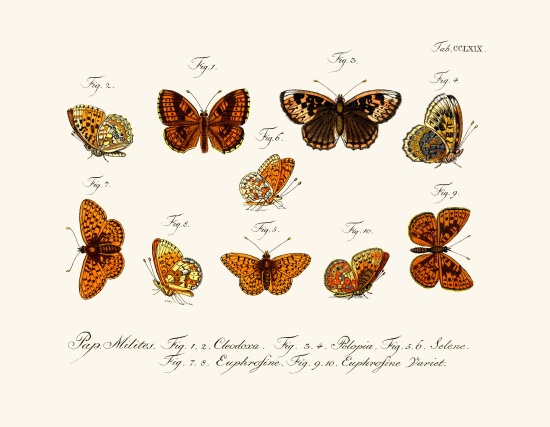 Butterflies à École allemande, (18ème siècle)