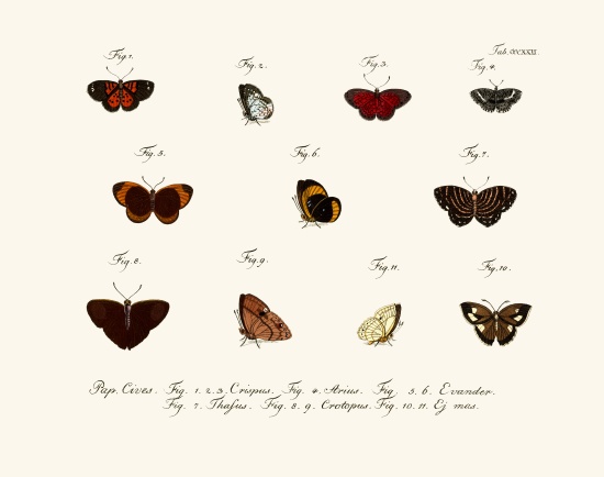 Butterflies à École allemande, (18ème siècle)