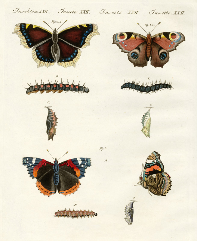 Butterflies -- birds of day à École allemande, (19ème siècle)