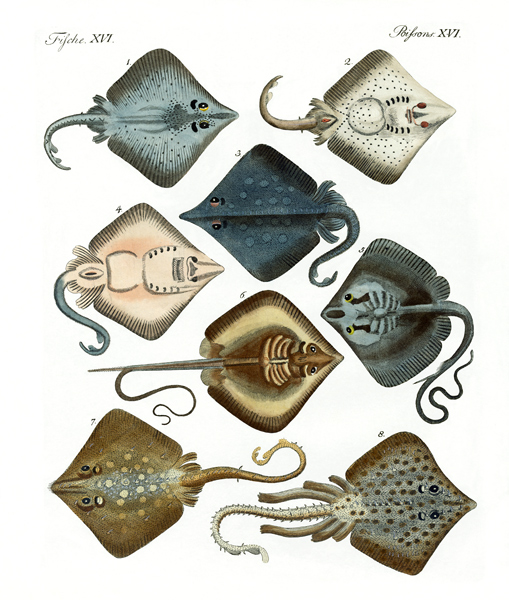 Different kinds of rays à École allemande, (19ème siècle)