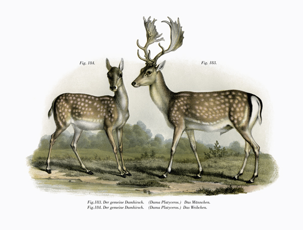 Fallow Deer à École allemande, (19ème siècle)