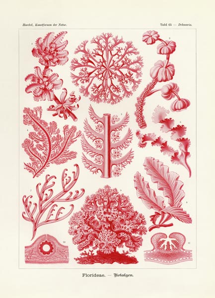 Florideae or Rhodophyceae à École allemande, (19ème siècle)