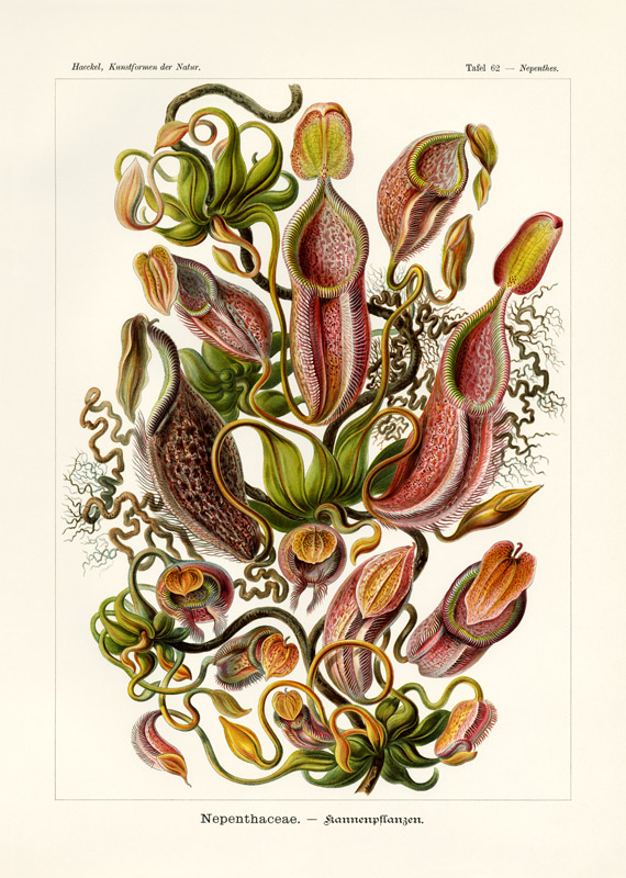 Nepenthaceae à École allemande, (19ème siècle)