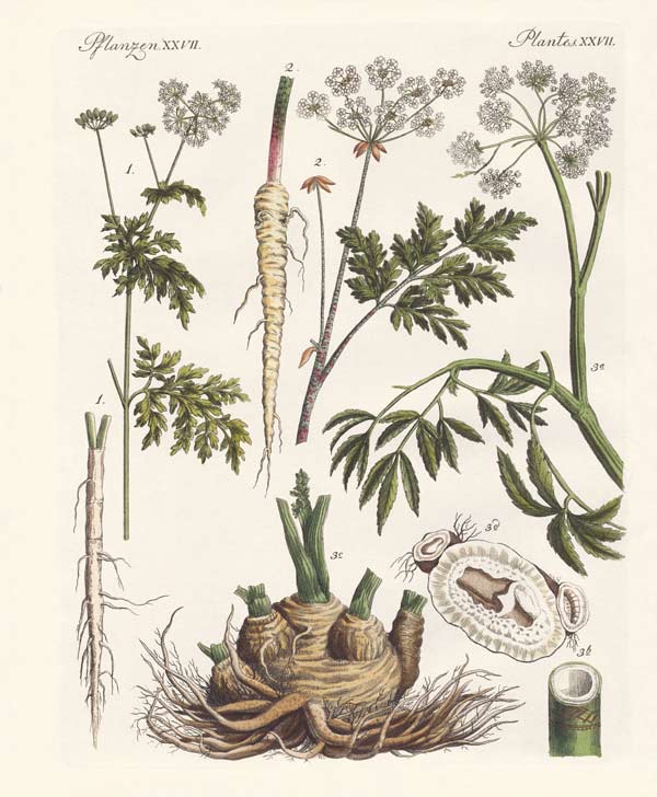Poisonous German plants à École allemande, (19ème siècle)