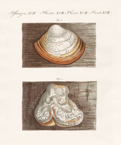 Strange sponges à École allemande, (19ème siècle)