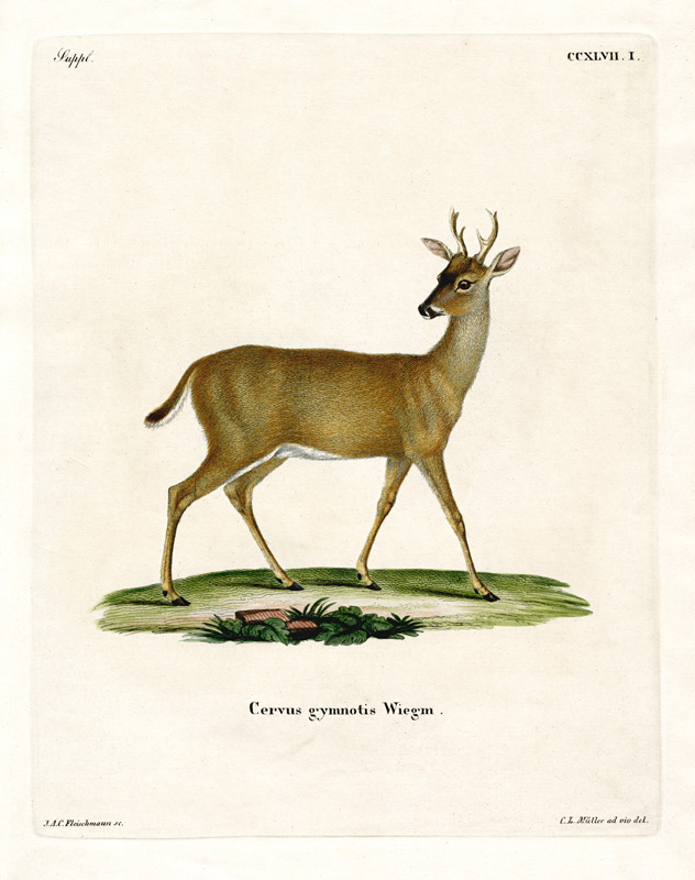 Virginian Deer à École allemande, (19ème siècle)