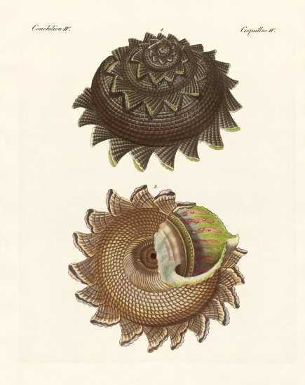 A rare mollusk shell of the South Sea à École allemande, (19ème siècle)
