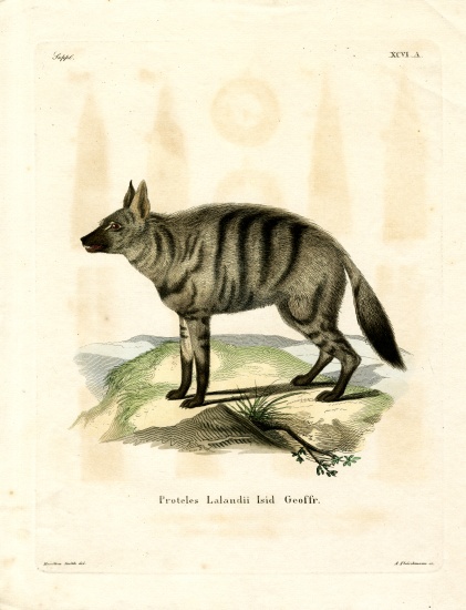 Aardwolf à École allemande, (19ème siècle)