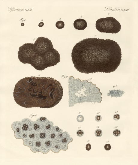 About the organisation, kind of reproduction and the building of truffles à École allemande, (19ème siècle)