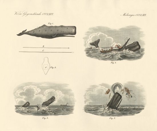 About the way of living and the capture of the large-headed trumpet whale or cachalot à École allemande, (19ème siècle)