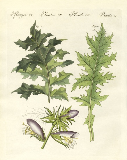 Acanthus plants à École allemande, (19ème siècle)