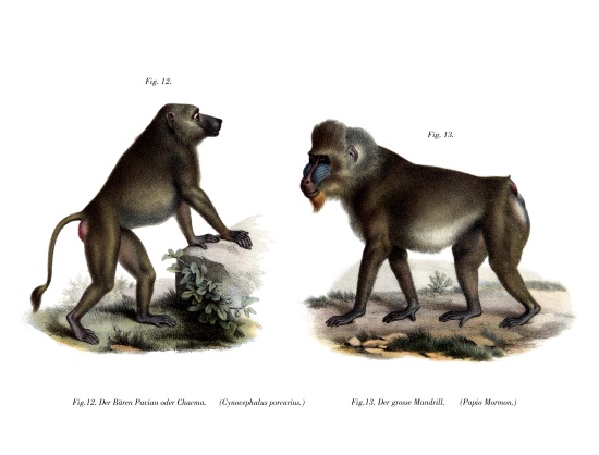 African Baboon à École allemande, (19ème siècle)