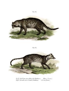 African Civet