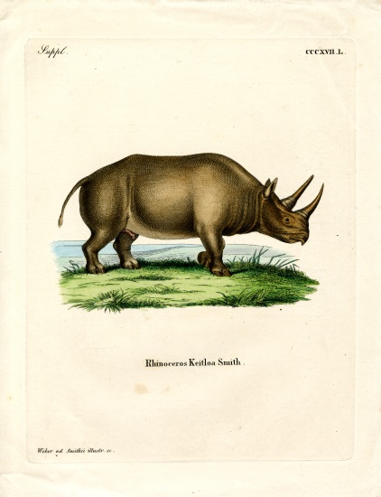 African Rhinoceros à École allemande, (19ème siècle)